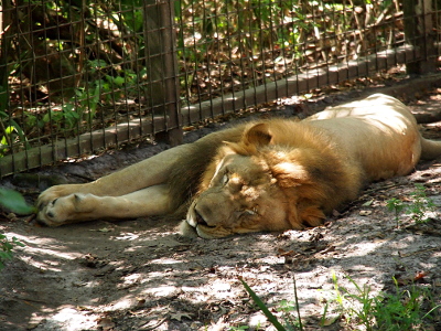 [A male lion, with a mane which is just a shade darker than his fur, lies on the ground with his eyes closed and his legs off to the right.]
